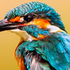 Close up of teal and orange bird