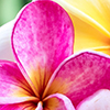 Close up of bright tropical flowers