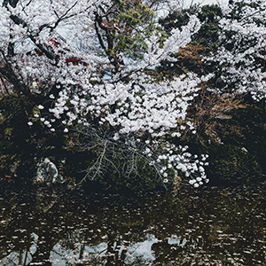 trees, nature