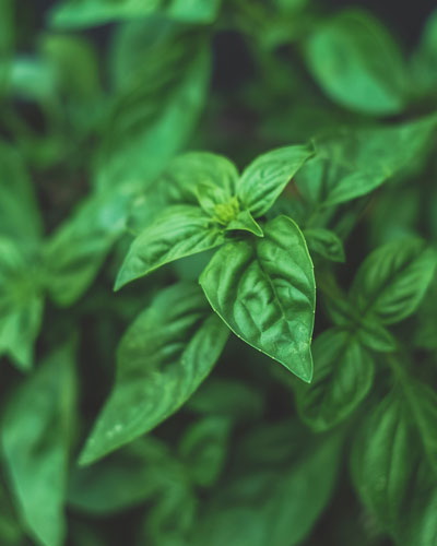 picture of basil