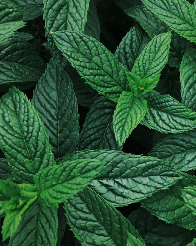 picture of mint