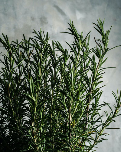 picture of rosemary