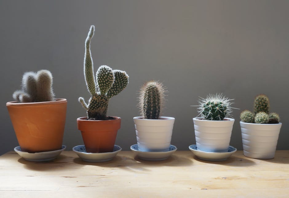 cactus header image