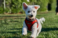 puppy running
