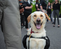 dog in vest