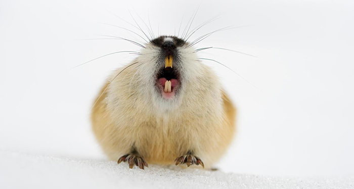 lemming photo