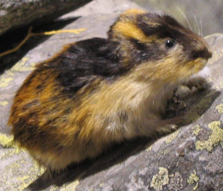 cute lemming photo