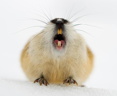 lemming photo