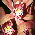 turlip pink