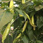 green pepper