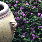 pot with purple flower