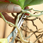 trim flower