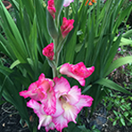 turlip pink
