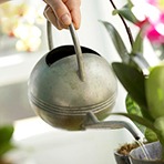 watering flower