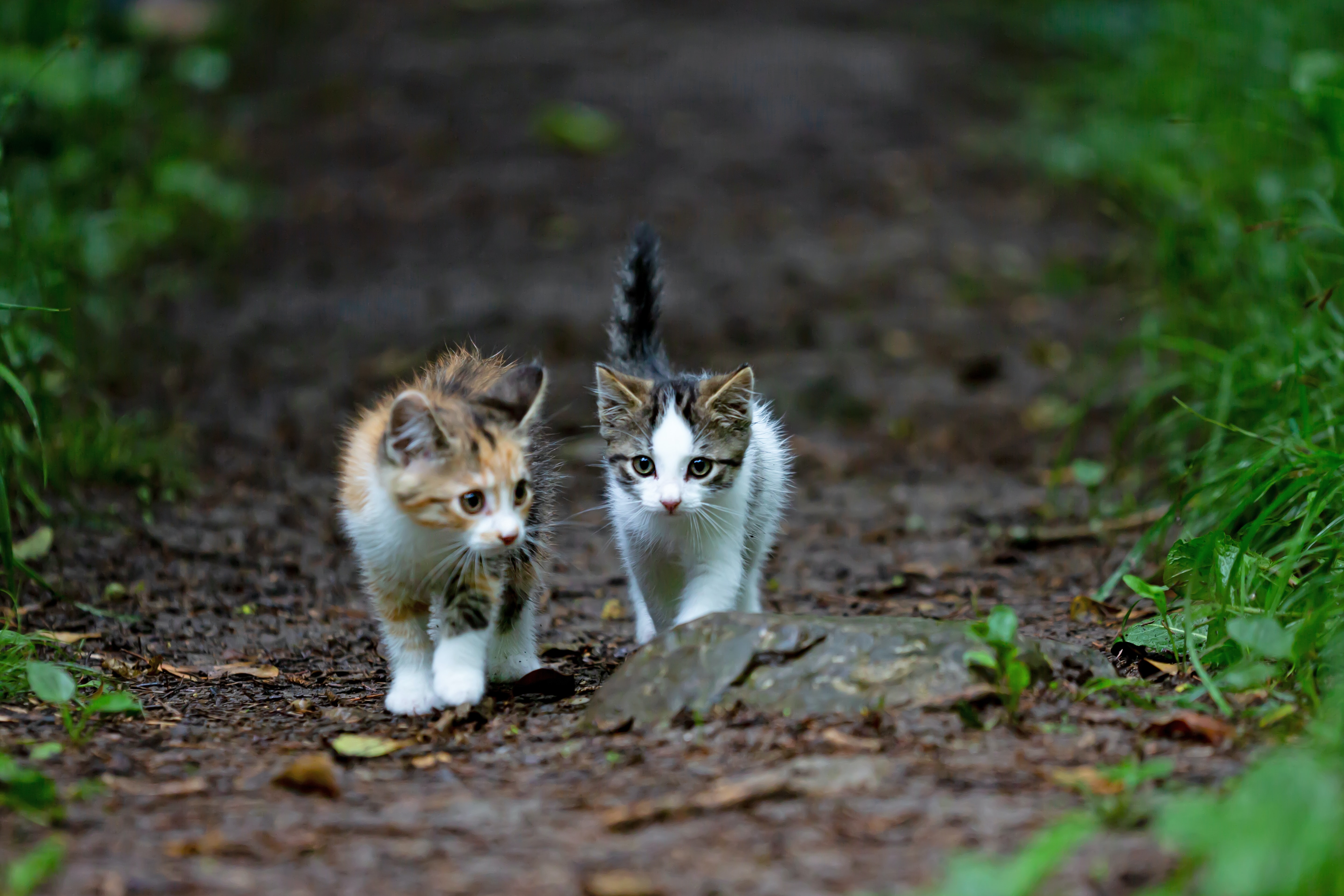 two kittens walking down a path