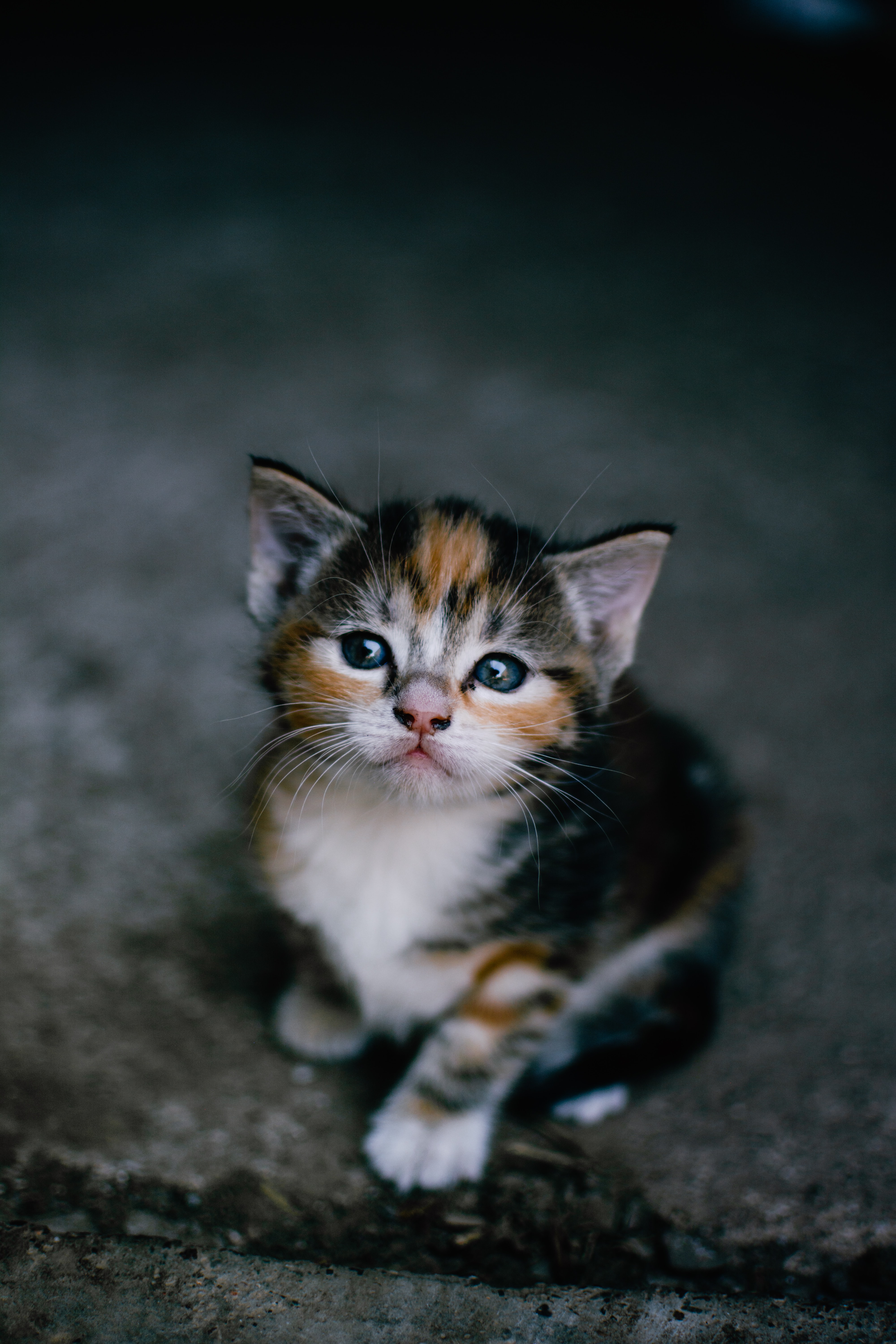 Calico kitten