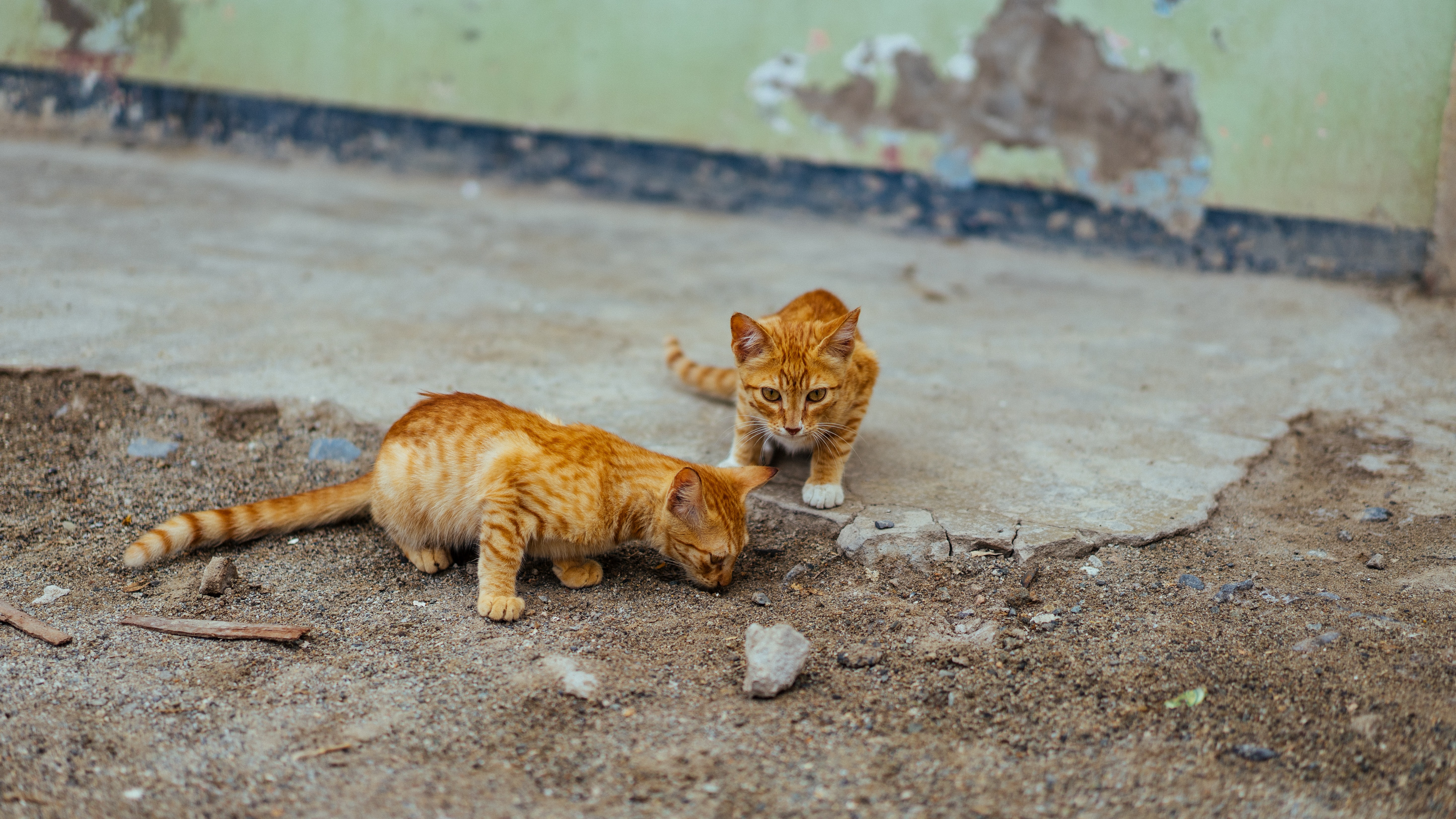 two orange kittens