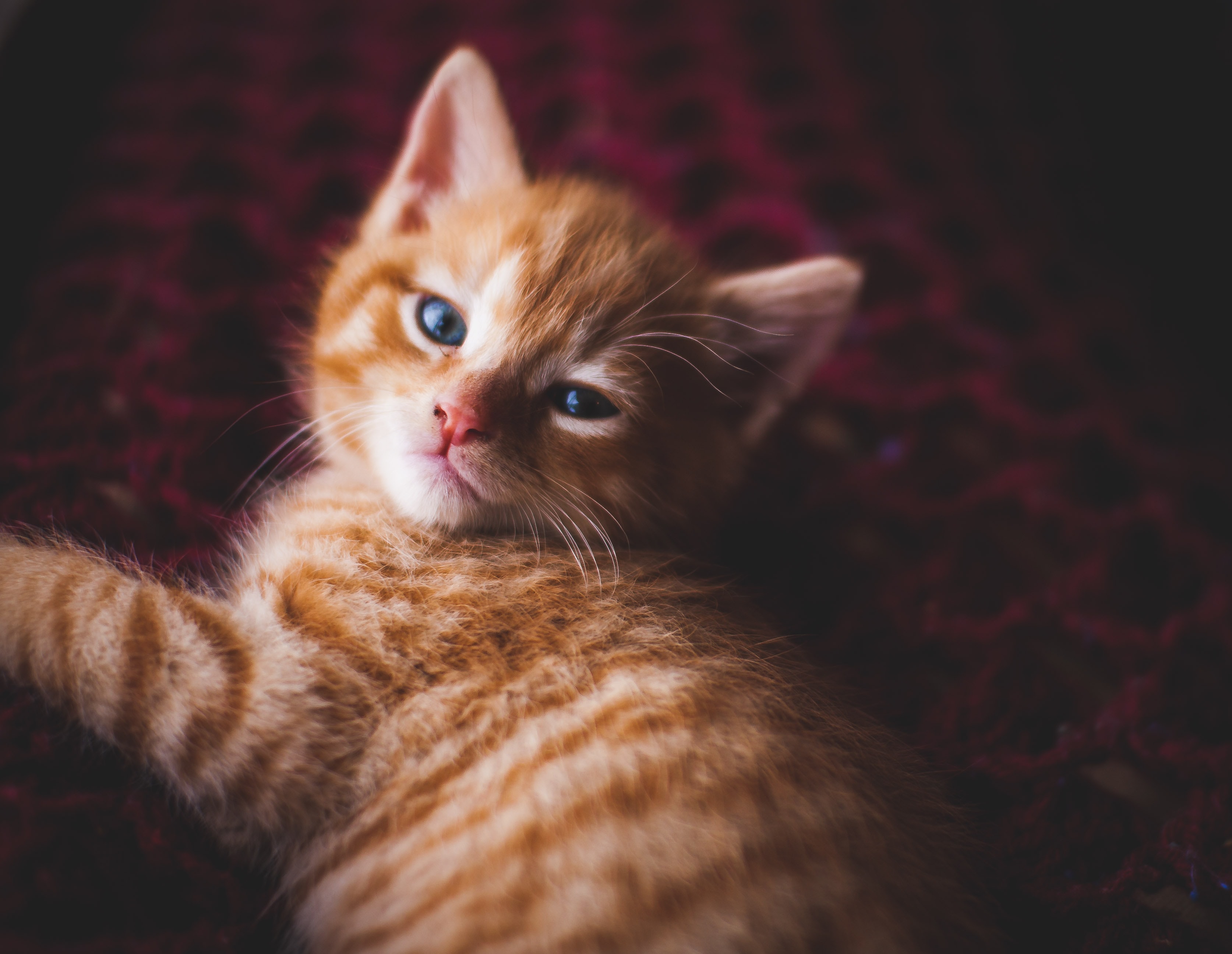 orange kitten laying down