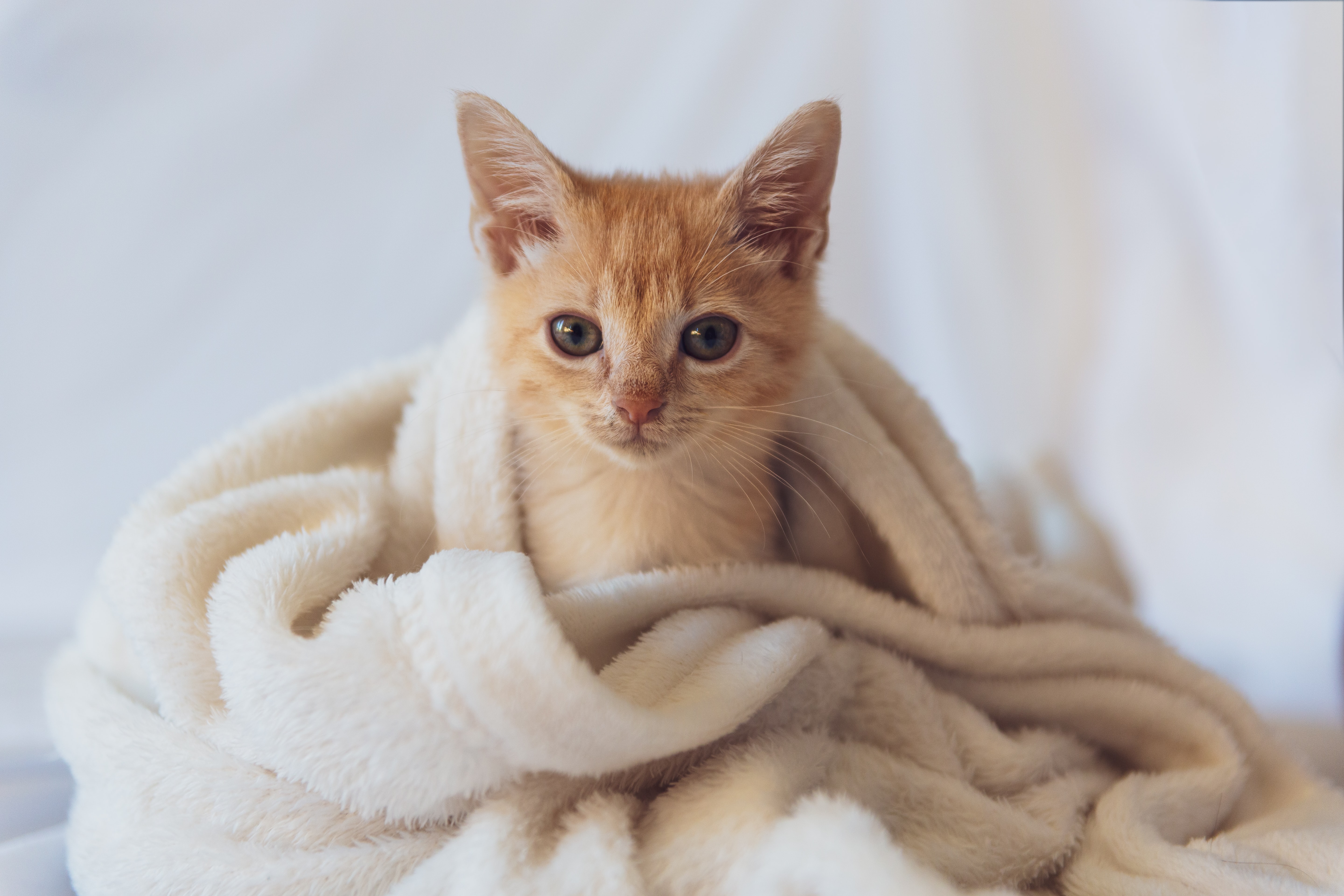 Orange kitten wrapped in blanket.