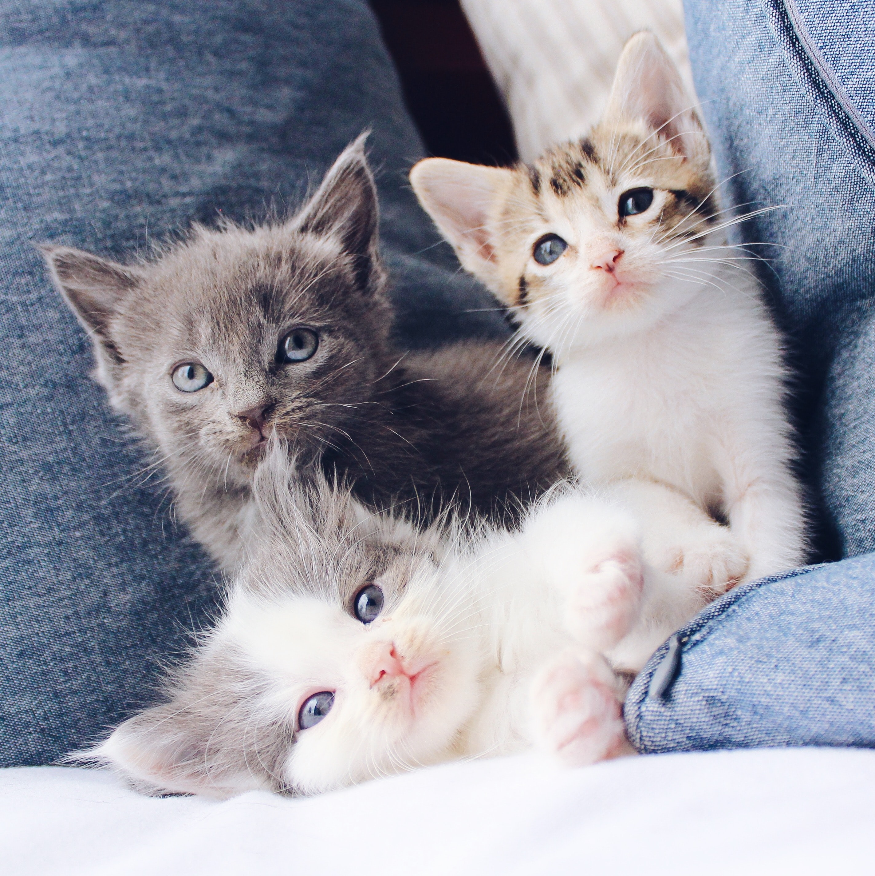 three kittens