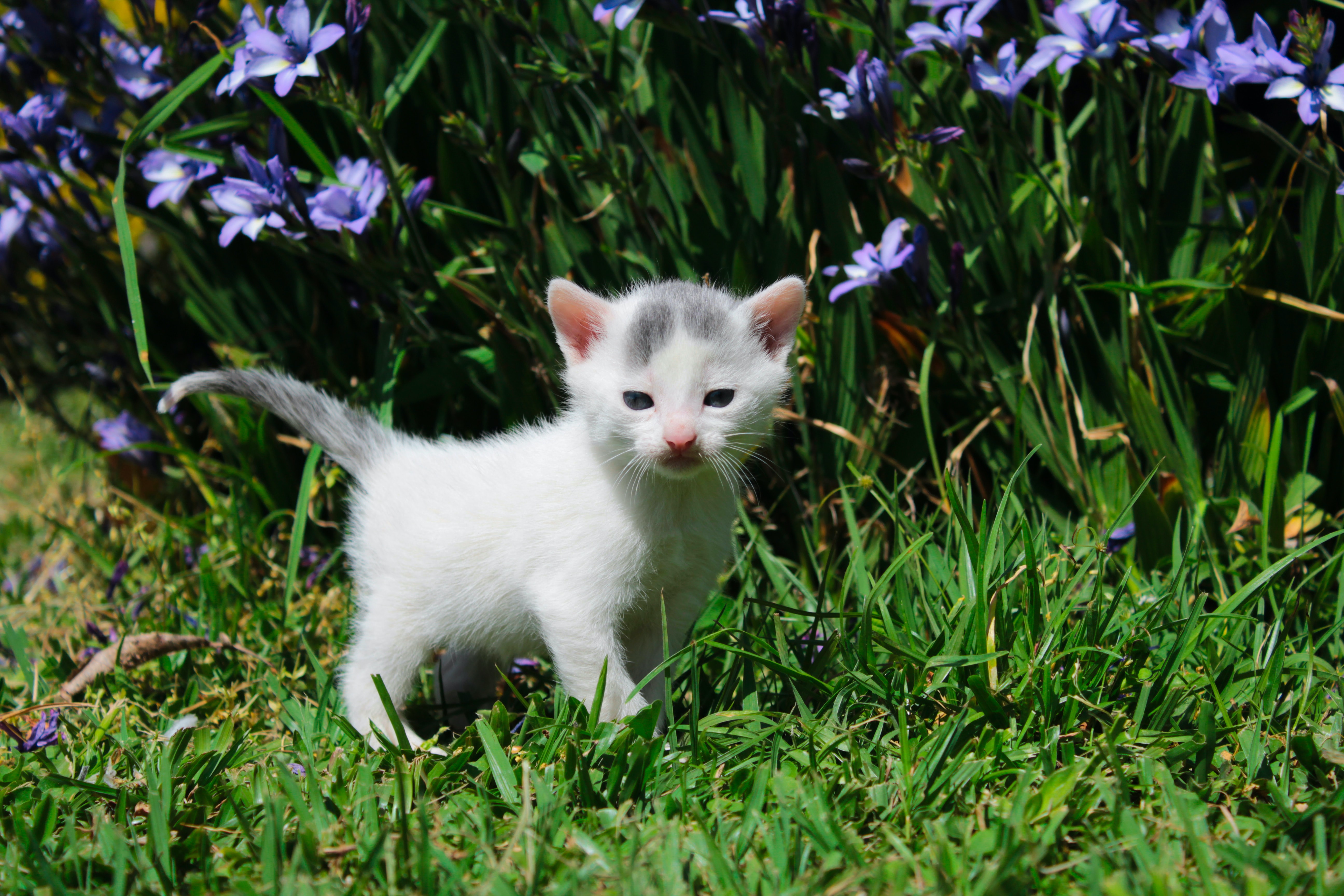 Gray and white kitten standing in grass.