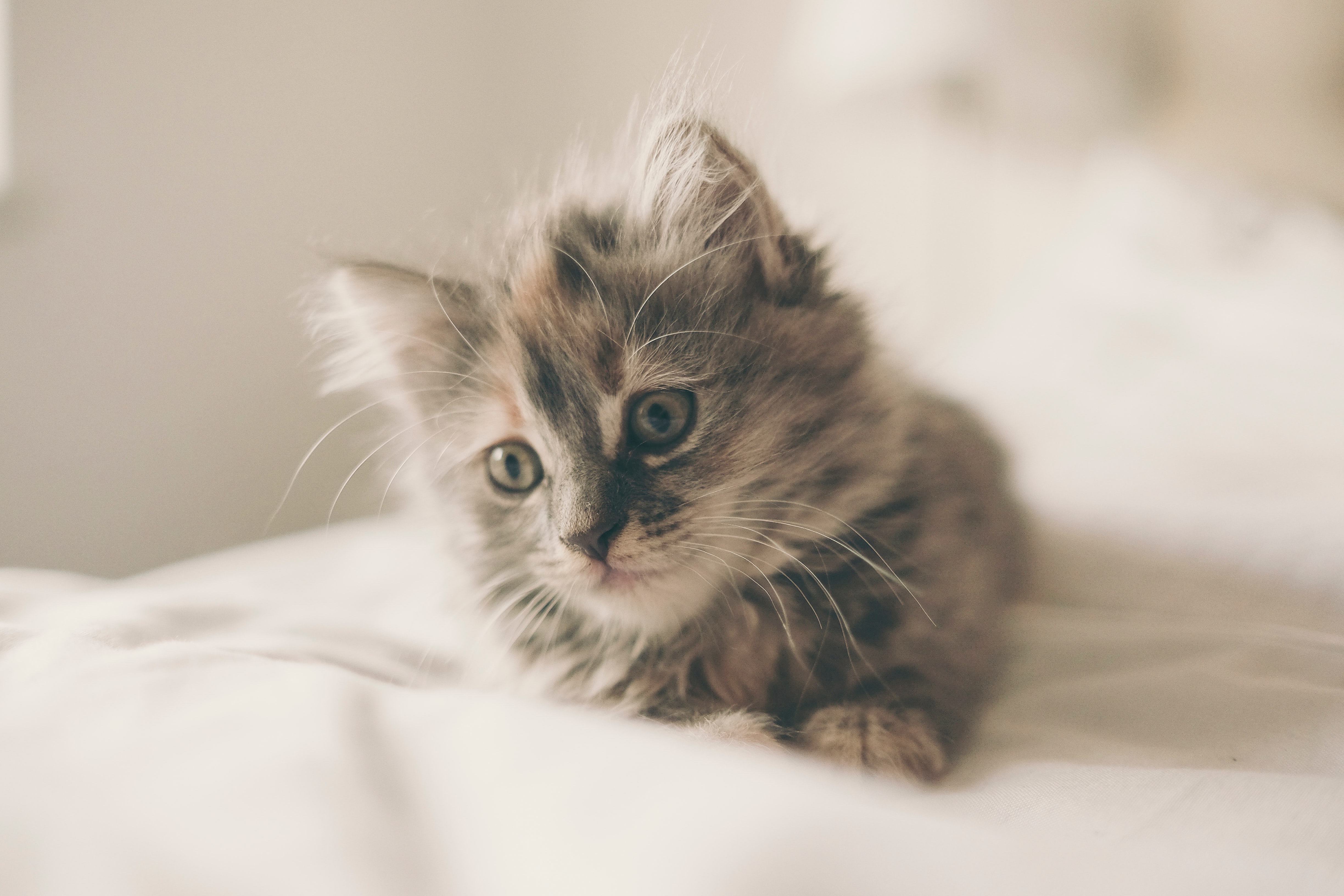 kitten laying down