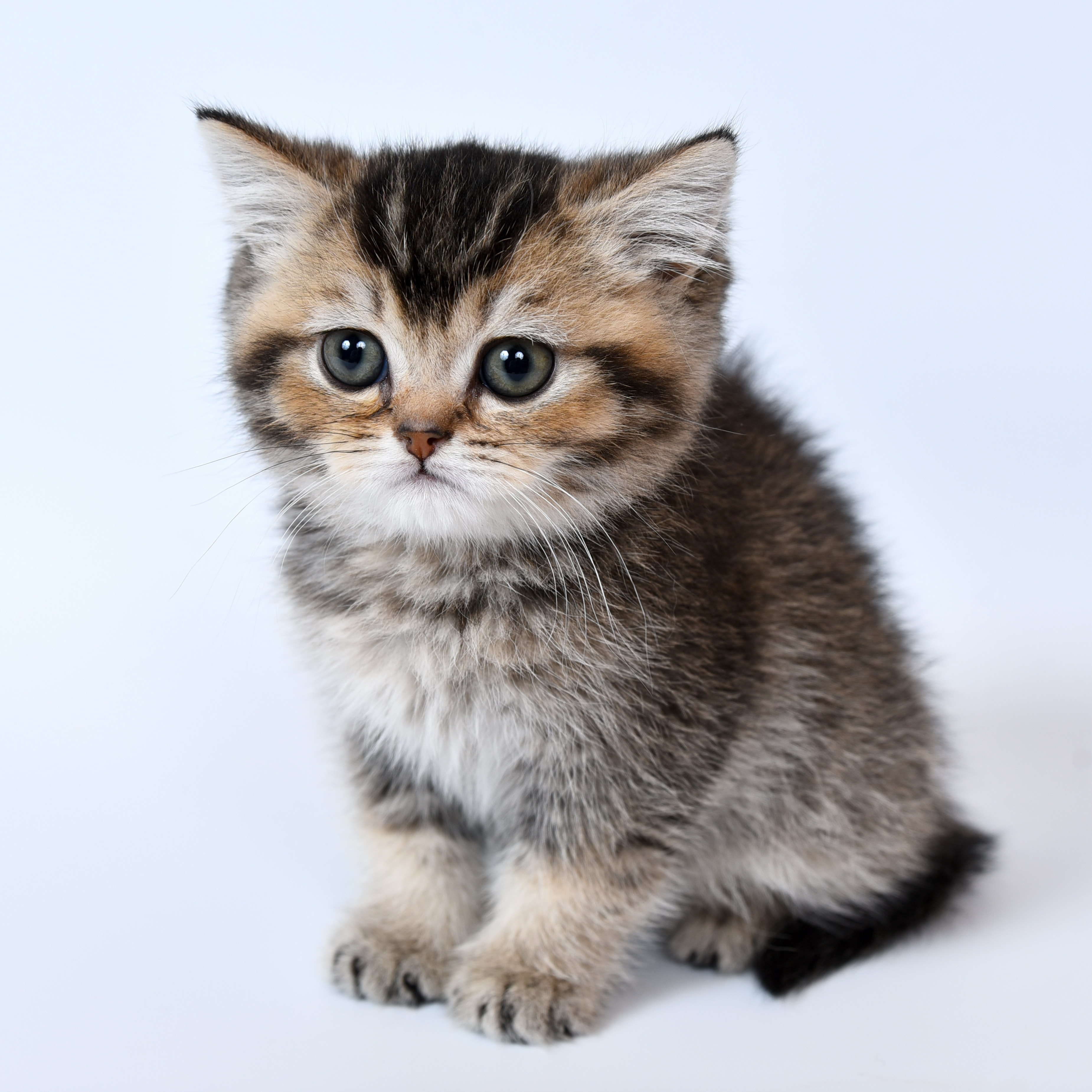 tabby kitten sitting