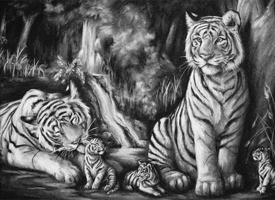 Charcoal drawing of white tigers