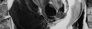Charcoal drawing of a horse