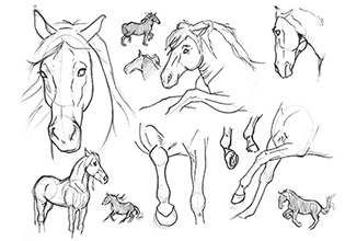 Sketches of horses
