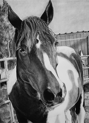 Charcoal drawing of a horse