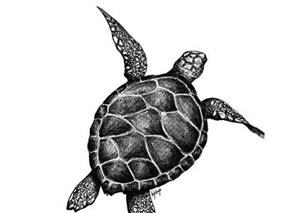 Digital drawing of a sea turtle