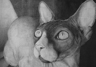 Graphite drawing of a cat