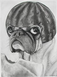 A black and white charcoal drawing of a pug wearing a helmet made of watermelon.