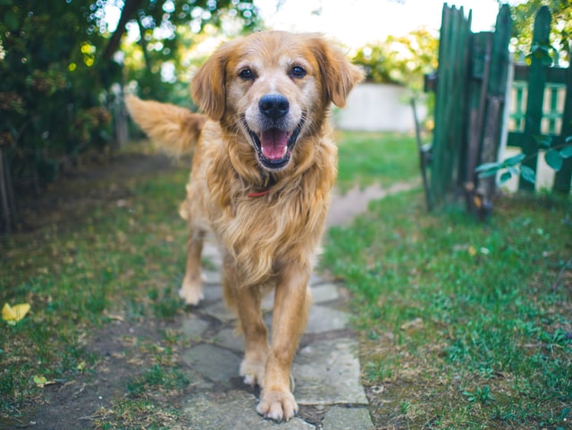 golden retriver dog