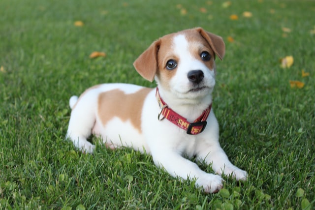 jack russel terrier puppy