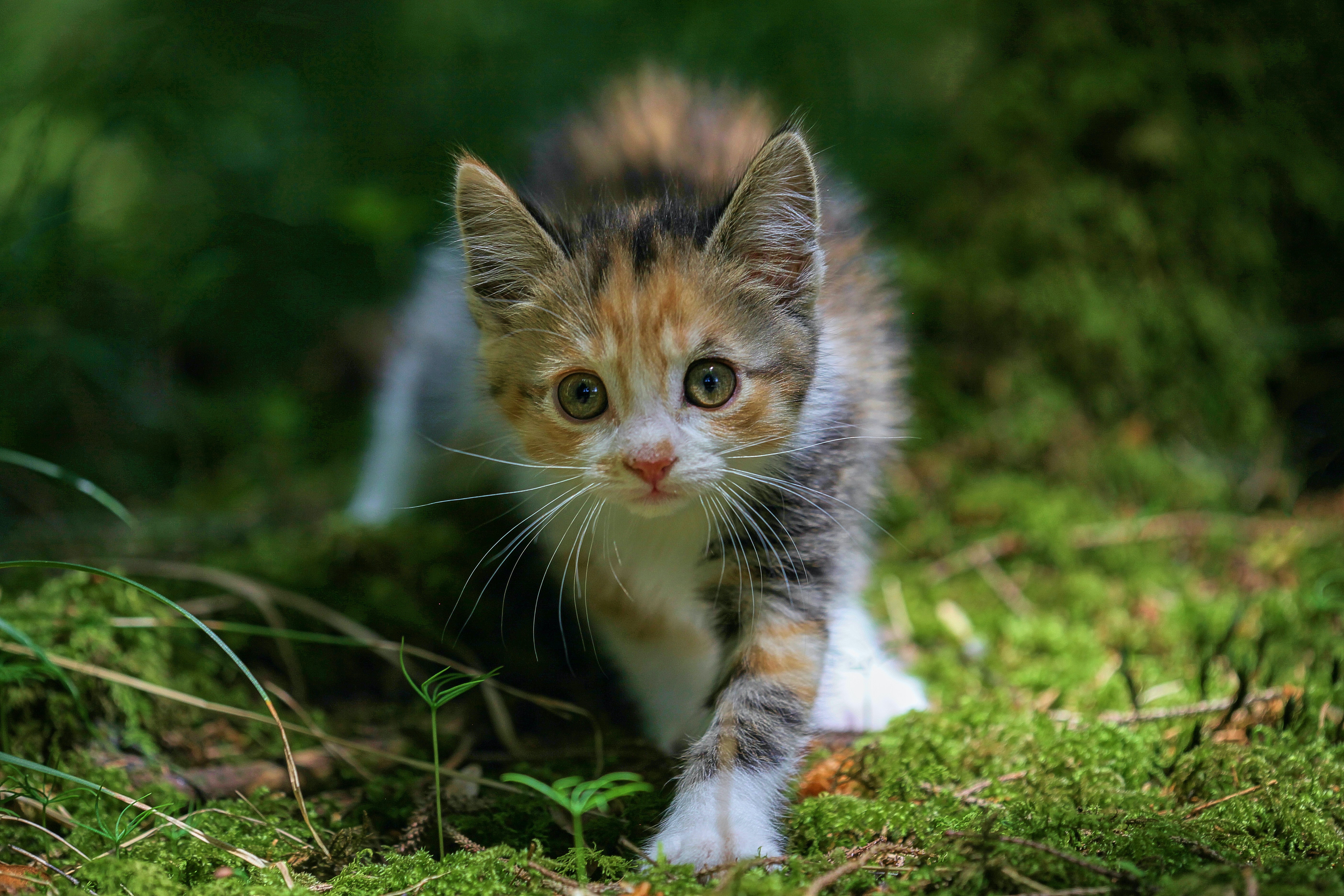 short hair brown white orange kitten