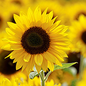 sunflowers