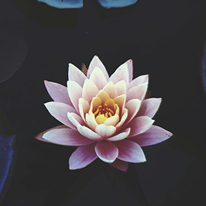 a lotus flower