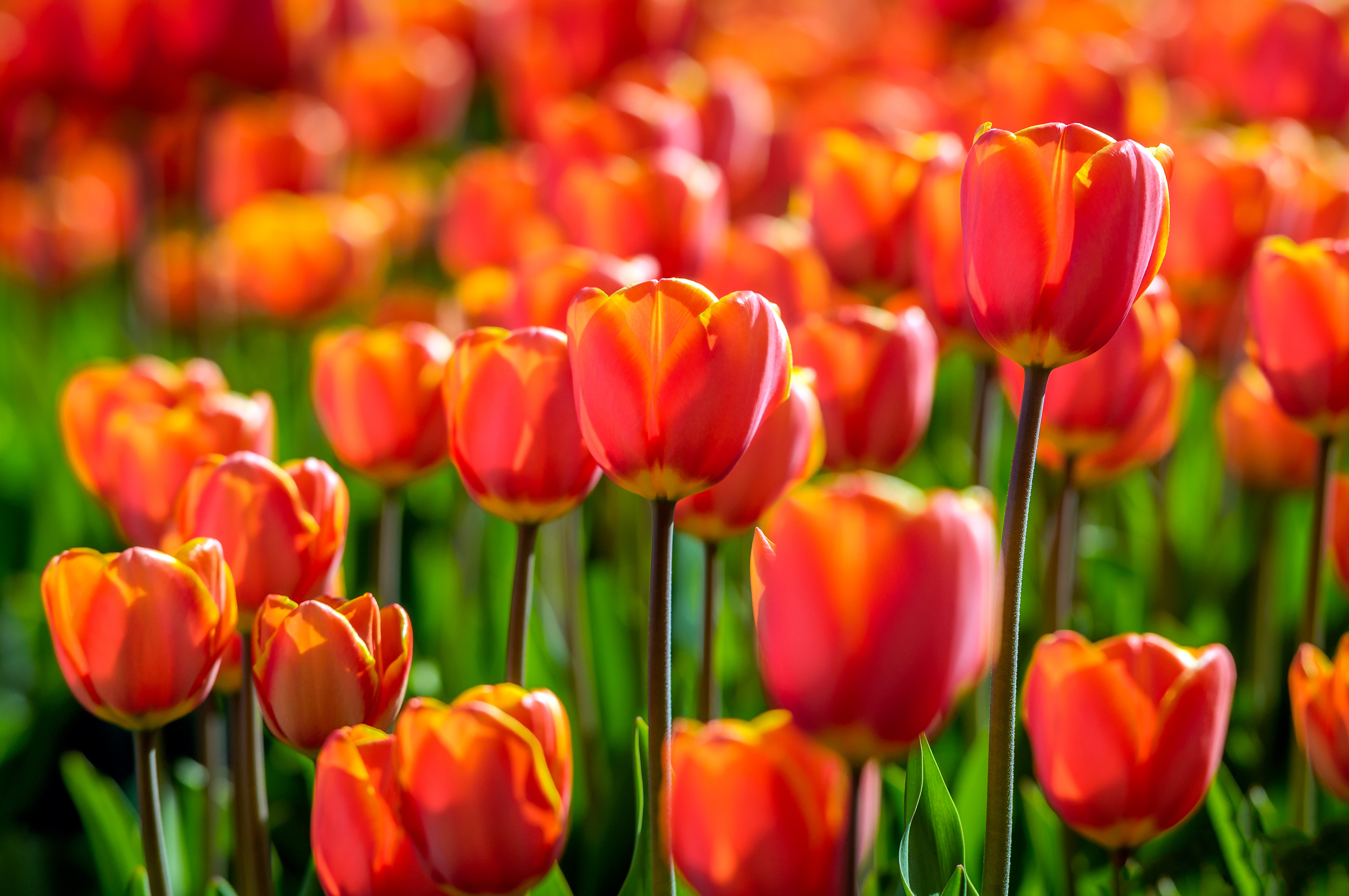 red tulips