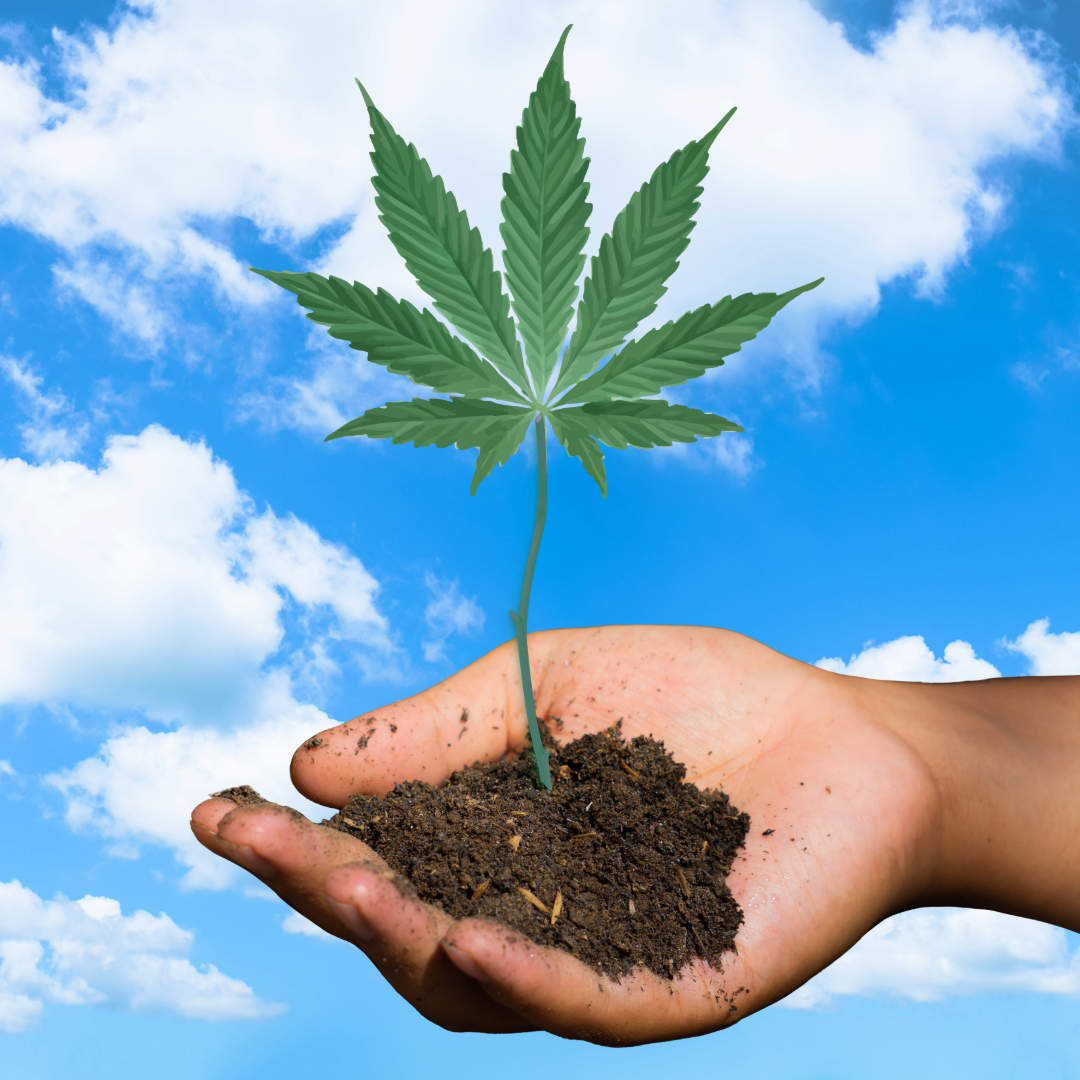 palm filled with soil holding a small cannabis plant