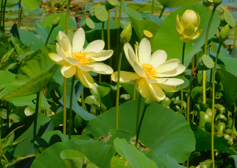 Yellow American lotus