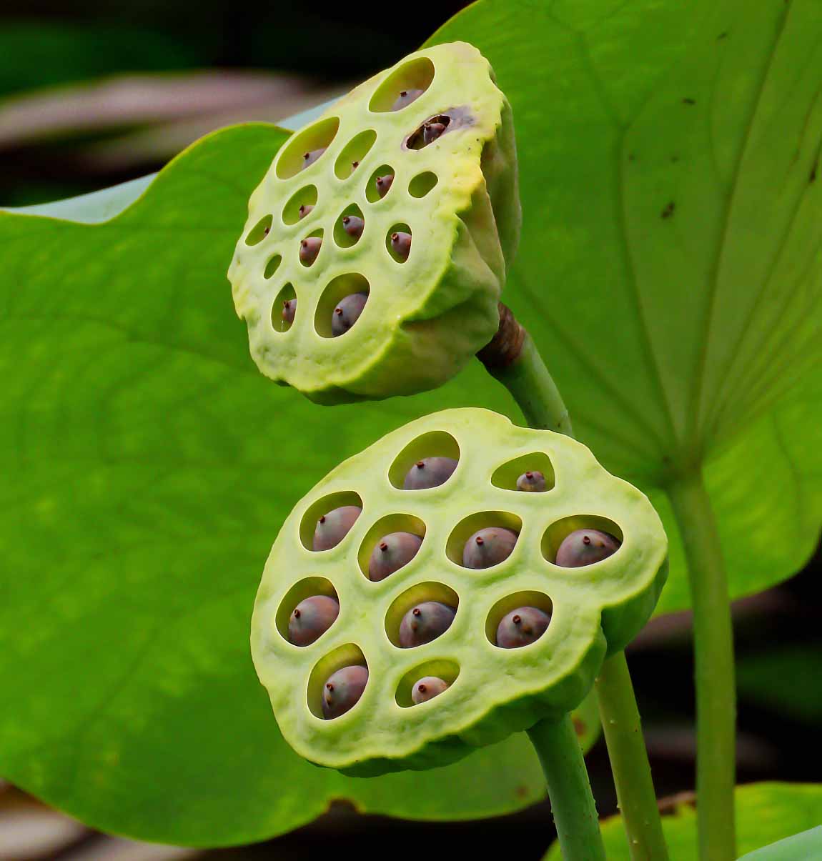 Lotus seed pods
