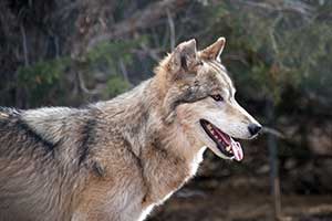 Aurora, a wolf-dog resident of the United States Wolf Refuge