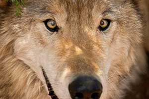 Koda, a wolf-dog resident of the United States Wolf Refuge
