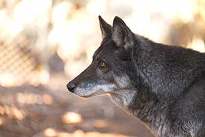 Kodiak, a wolf-dog resident of the United States Wolf Refuge