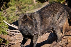 Loki, a wolf-dog resident of the United States Wolf Refuge