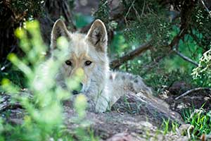 Phalen, a wolf-dog resident of the United States Wolf Refuge