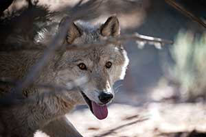 Pheonix, a wolf-dog resident of the United States Wolf Refuge