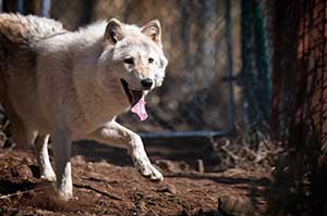 Storm, a wolf-dog resident of the United States Wolf Refuge